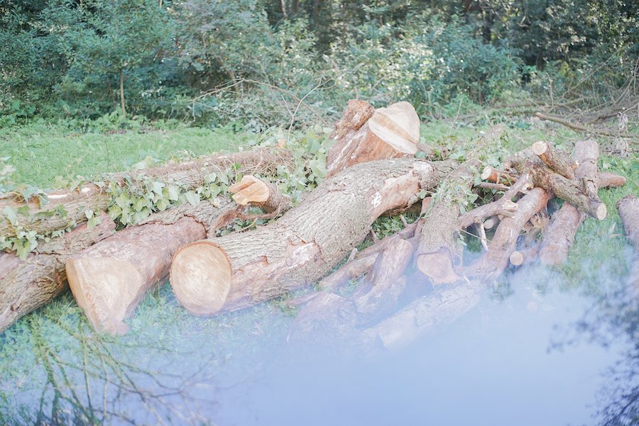 Caterina Morigi, Lux et Lucus, 2018 Real Bosco di Capodimonte (Napoli) Fotografia digitale, legno d’albero spezzato dalla tempesta Foto di Neroshootings