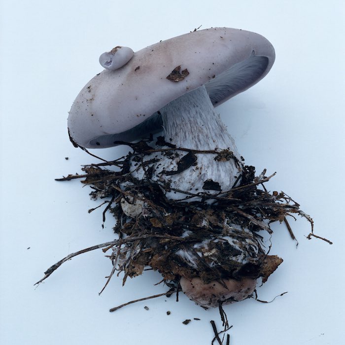 Takashi Homma, Mushroom from the forest #1, Stampa C type, cm43,2x35,6 2011 ©Takashi Homma, Courtesy Taronasu:Viasaterna